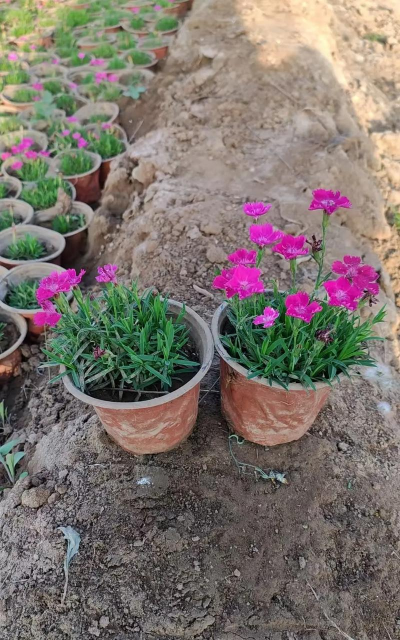 河北种植什么花好