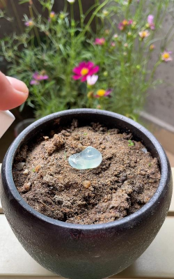 家庭养花用生根粉