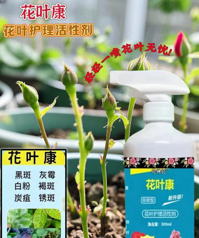 家庭养花用生根粉