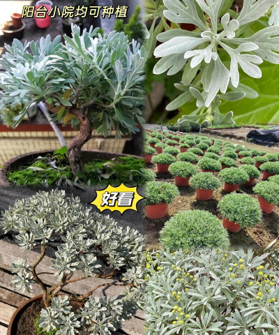 厦门可以种什么盆栽
