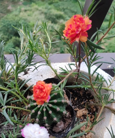 家庭养花用生根粉