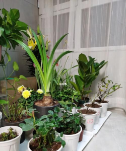 家庭养花用生根粉