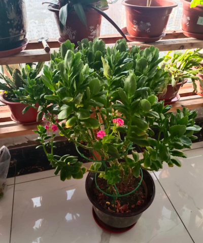 家庭养花用生根粉