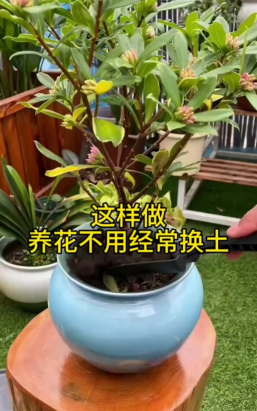 家庭养花用生根粉