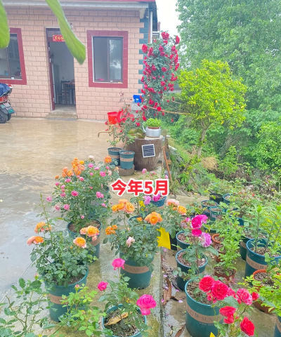 家庭养花用生根粉