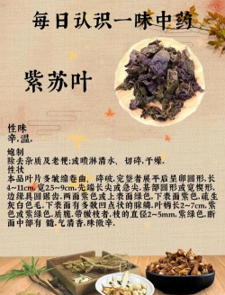 紫叶有什么药用