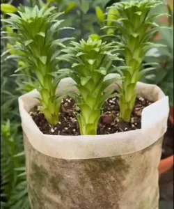 家庭养花用生根粉