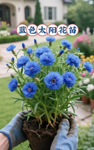 家庭养花用生根粉