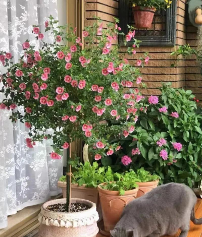 家庭养花用生根粉