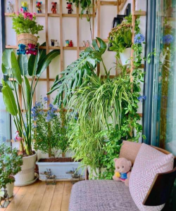 家庭养花用生根粉