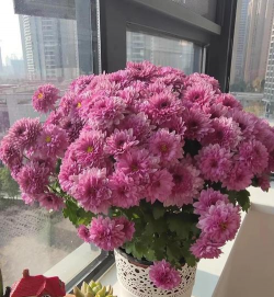 绿化景观设计，提升环境品质，创造宜人空间