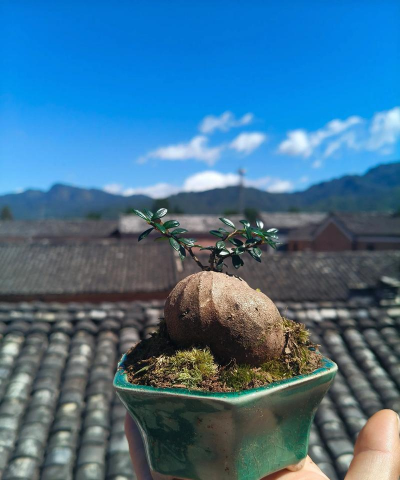 绿化景观设计，提升环境品质，创造宜人空间