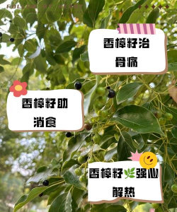 香樟籽可以养花吗