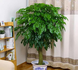 绿化景观设计，提升环境品质，创造宜人空间