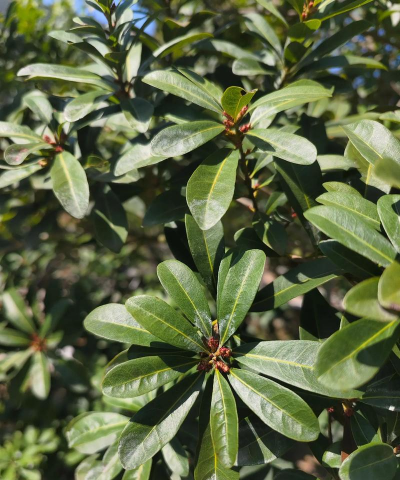 绿化景观设计，提升环境品质，创造宜人空间