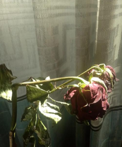 绿化景观设计，提升环境品质，创造宜人空间