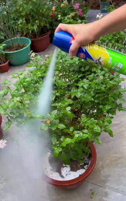 家庭养花用生根粉