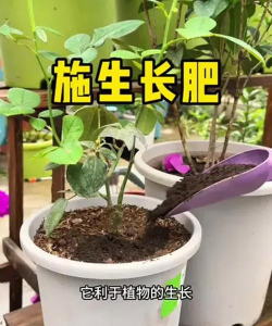 家庭养花用生根粉