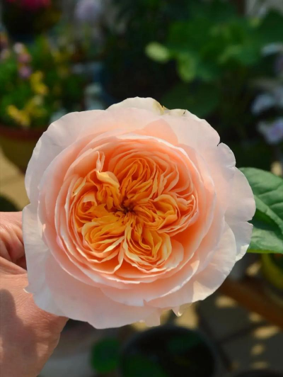 家庭养花用生根粉