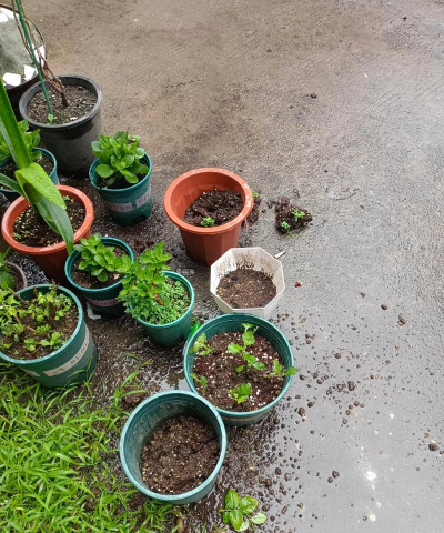 家庭养花用生根粉