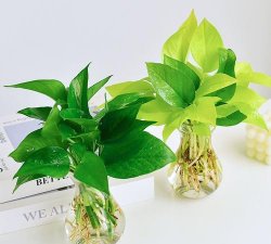 绿化景观设计，提升环境品质，创造宜人空间