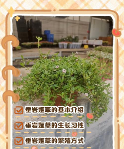 绿化景观设计，提升环境品质，创造宜人空间