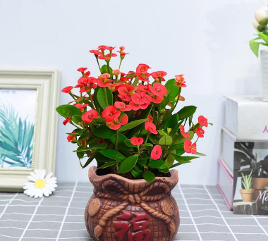 绿化景观设计，提升环境品质，创造宜人空间