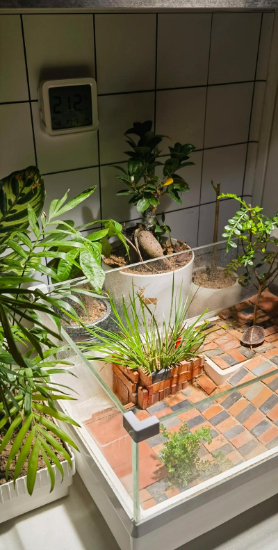 家庭养花用生根粉