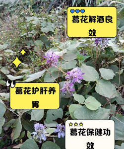 葛根渣可以养花不