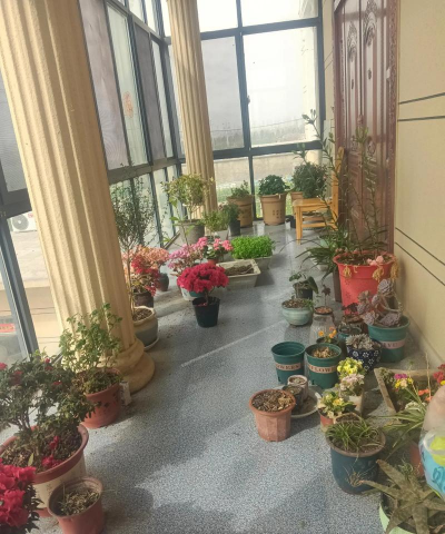 家庭养花用生根粉