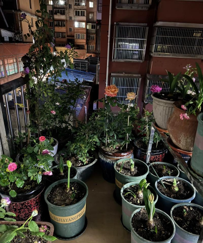 家庭养花用生根粉