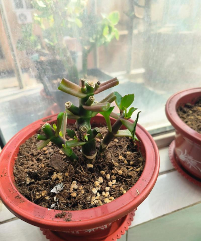 家庭养花用生根粉