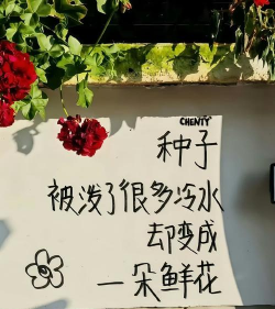 无土栽培技术，突破土壤限制，开启高效种植新篇章