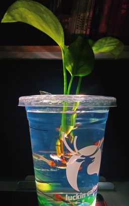 家庭养花用生根粉