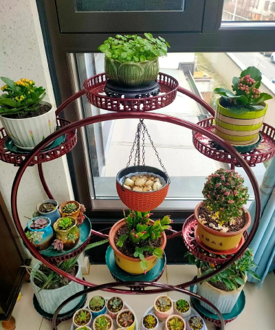 家庭养花用生根粉