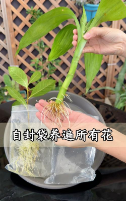 家庭养花用生根粉