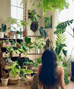 家庭养花用生根粉