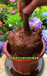 家庭养花用生根粉