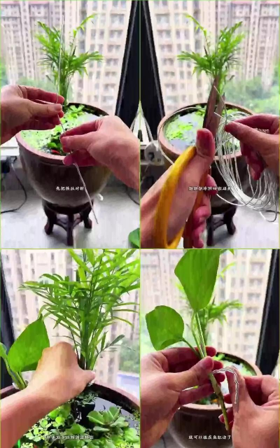 家庭养花用生根粉