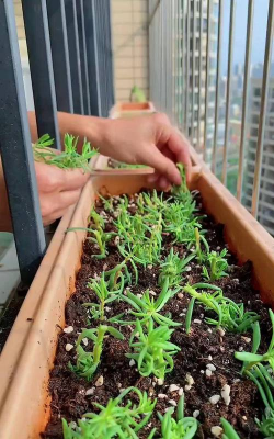 家庭养花用生根粉