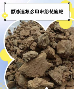 芝麻香油渣怎么养花