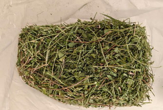 玫瑰花怎么养才不会枯萎，掌握浇水施肥技巧，轻松延长花期