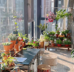 家庭养花用生根粉