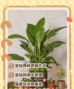 黄钻怎么养花最好