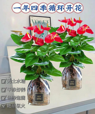 家庭养花用生根粉