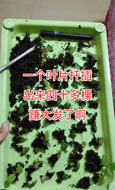 家庭养花用生根粉