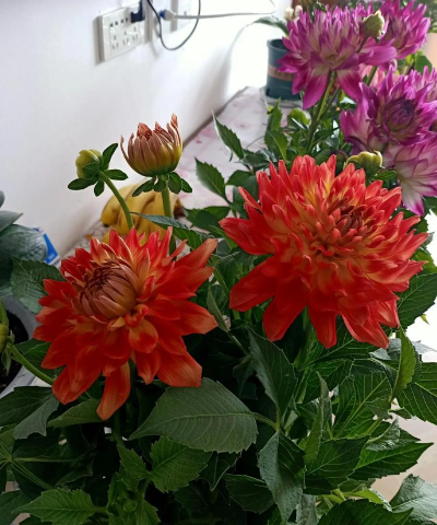 家庭养花用生根粉