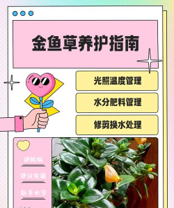 芍药花怎么养，掌握关键要点，花开更鲜艳