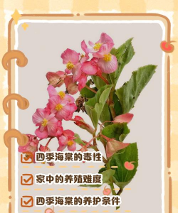 无土栽培技术，突破土壤限制，开启高效种植新篇章