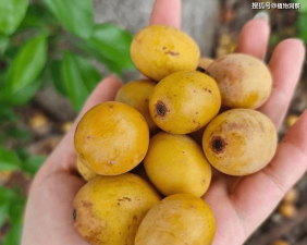 枣树的果子像什么